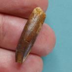 Zeldzame tand van Rebbachisaurus - Fossiele tand - 31 mm - 8, Verzamelen