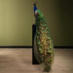 Blauwe Pauw Taxidermie Opgezette Dieren By Max, Verzamelen, Dierenverzamelingen, Ophalen of Verzenden, Nieuw, Vogel, Opgezet dier