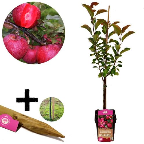 appelboom Malus domestica Baya Marisa rode app, Tuin en Terras, Planten | Fruitbomen, Volle zon, Verzenden