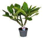 Perfect Plant | Plumeria Frangipani Hawaiiaanse kamerplant