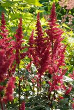 Pluimspirea Astilbe arendsii Fanal 5-10 Pot P9, Tuin en Terras