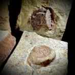 Duitse Nothosaurus-wervels in matrix - Fossiel bot (Zonder