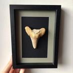 Haaientand in frame - Fossiele tand - Otodus auriculatus -, Verzamelen