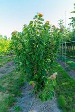 Tilia henryana meerstammig 250-300