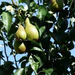 Perenboom lei boom | Handperen | Pyrus Conference, Zomer, Halfschaduw