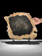 C-Stunning grote plak versteend hout op een aangepaste, Antiek en Kunst