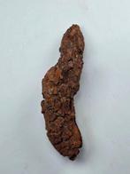 Fossiel fragment - 9.5 cm (Zonder minimumprijs)