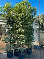 Restpartijen Haagplanten (Laurier) in pot gekweekt, Tuin en Terras, Planten | Struiken en Hagen, Ophalen, Laurier, Haag, 100 tot 250 cm