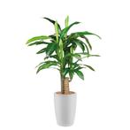 Dracaena Fragans kunstplant, H120cm, Ophalen of Verzenden