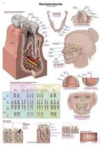 Anatomie poster gebit en tanden (papier, 50x70 cm), Nieuw, Verzenden