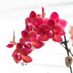 Kolibri Orchids | rode Phalaenopsis orchidee - Congo + Diabo, Verzenden, Nieuw