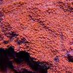 Montipora Snow Cap L (Ong. 8-9 cm), Ophalen of Verzenden, Nieuw