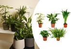 Set van 5 luchtzuiverende kamerplanten (30 - 40 cm)