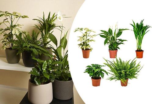 Set van 5 luchtzuiverende kamerplanten (30 - 40 cm), Huis en Inrichting, Kamerplanten