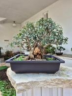 Bonsai of Olive - Verzamelstuk - Hoogte (boom): 36 cm -