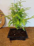 Kustmammoetboom bonsai (Sequoia) - Hoogte (boom): 39 cm -, Antiek en Kunst