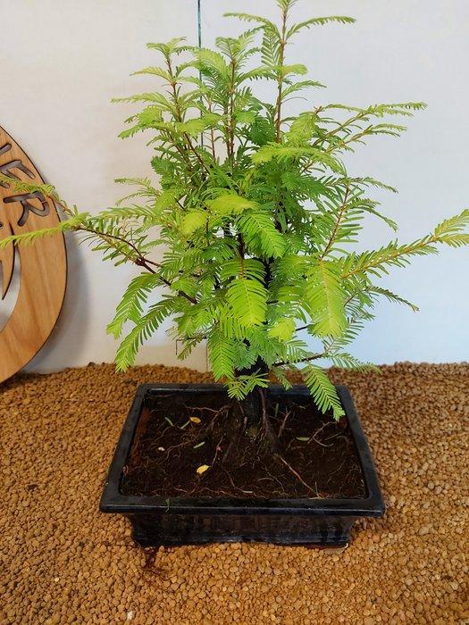 Kustmammoetboom bonsai (Sequoia) - Hoogte (boom): 39 cm -, Antiek en Kunst, Curiosa en Brocante