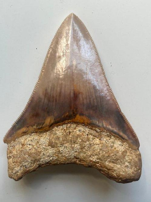Megalodon tand 8,6 cm - Fossiele tand - Carcharocles, Verzamelen, Mineralen en Fossielen
