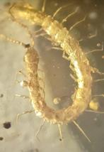 Natuurlijke insecten - Barnsteen - centipedes and parasites