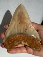 Megalodon - Fossiele tand - Carcharocles megalodon - 13 cm