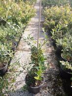 Vuurdoorn Pyracantha 50-60 cm in pot, Tuin en Terras, Planten | Bomen, In pot, Minder dan 100 cm, Zomer, Overige soorten