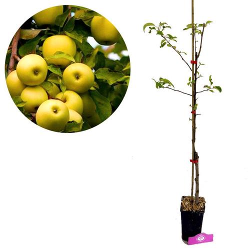 Malus Domestica ‘Golden delicious’ + pot 11cm, Tuin en Terras, Planten | Fruitbomen, Volle zon, Verzenden