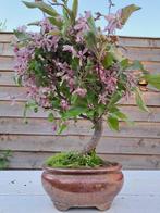 Malus Domestica bonsai in bonsaischaal - Hoogte (boom): 30