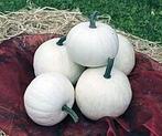 Snowball F1 Witte pompoen kleinverpakking zaden, Ophalen of Verzenden, Nieuw