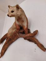 Zoogdier Taxidermie volledige montage - Martes foina auch, Verzamelen, Dierenverzamelingen, Nieuw