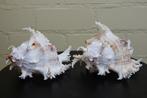 Branched Murex Sea Snail Shell Schelpdier - Chicoreus, Verzamelen, Nieuw
