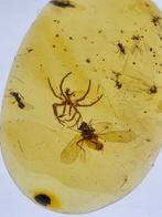 Birmese barnsteen - Barnsteen - Natural amber with spider
