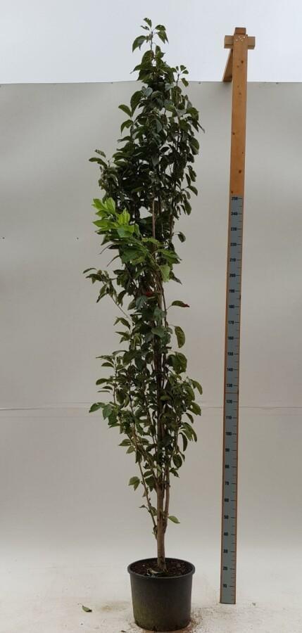 Prunus serrulata Amanogawa beveerd 16/18, Tuin en Terras, Planten | Tuinplanten