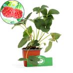 Framboos-aardbei Fragaria Ananassa Framberry +, Tuin en Terras, Planten | Fruitbomen, Volle zon, Verzenden