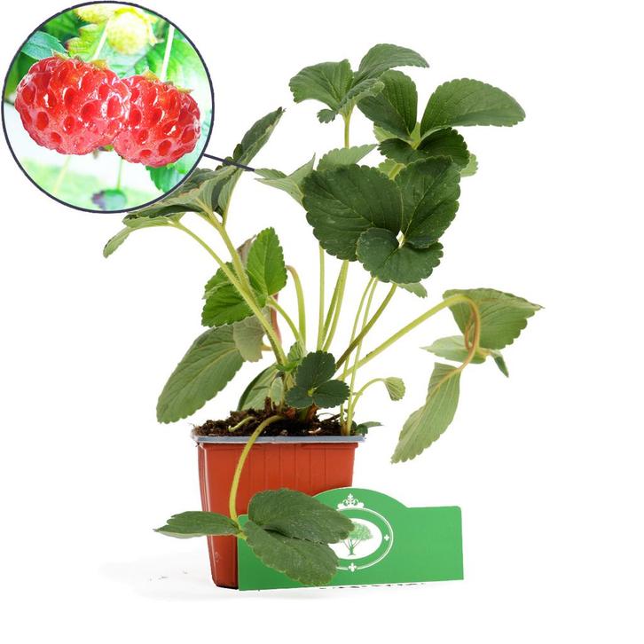 Framboos-aardbei Fragaria Ananassa Framberry +, Tuin en Terras, Planten | Fruitbomen, Volle zon, Verzenden