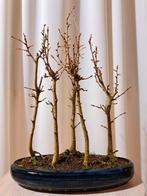 pseudo larix bonsai bos - Hoogte (boom): 35 cm - Diepte