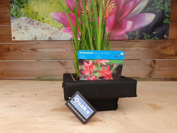 Osaka drijfmand 25cm voor plantenmand 18x18 (Vijverplanten), Tuin en Terras, Vijvers, Nieuw, Ophalen of Verzenden