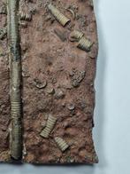 Crinoide - Gefossiliseerd dier - 19 cm (Zonder Minimumprijs), Verzamelen, Mineralen en Fossielen