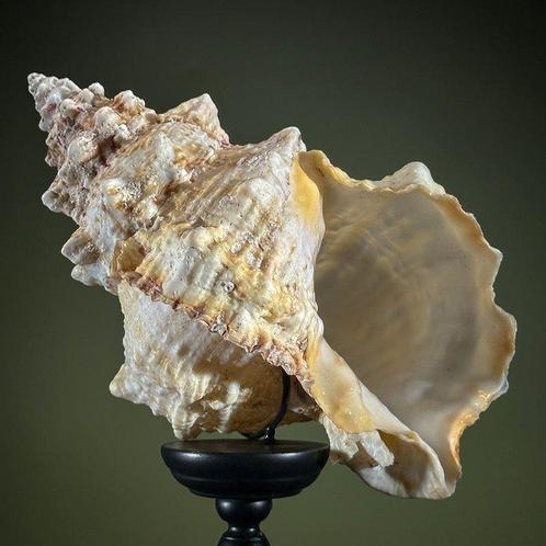 Ingewikkelde schelp op een aangepaste standaard - Zeeschelp, Antiek en Kunst, Kunst | Designobjecten