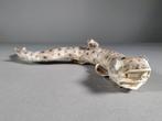 Hondshaai Taxidermie volledige montage - Scyliorhinus Sp. -, Verzamelen, Dierenverzamelingen, Nieuw