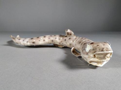 Hondshaai Taxidermie volledige montage - Scyliorhinus Sp. -, Verzamelen, Dierenverzamelingen