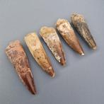 Dinosaurus - Fossiele tanden - Spinosaurus maroccanus - 65
