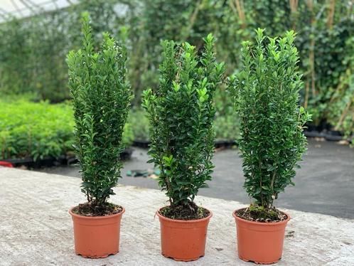 Kardinaalsmuts! Van eigen kweker AANBIEDING! In pot gekweekt, Tuin en Terras, Planten | Struiken en Hagen, Overige soorten, Haag