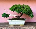 Jeneverbes bonsai (Juniperus) - Hoogte (boom): 19 cm -