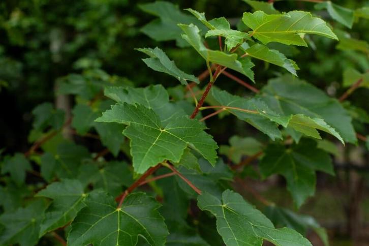 Acer tataricum hoogstam 12/14, Tuin en Terras, Planten | Tuinplanten