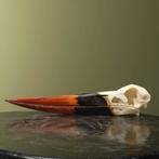 Zadelbekooievaar Schedel Taxidermie Opgezette Dieren By Max, Verzamelen, Dierenverzamelingen, Ophalen of Verzenden, Nieuw, Vogel