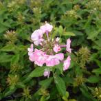 Phlox paniculata pink eye impr (Vaste planten), Zomer, Vaste plant, Bodembedekkers, Ophalen of Verzenden