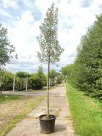 2x Perenboom Pyrus Triomph de Vienne, Fruitboom, ca. 3, Nieuw