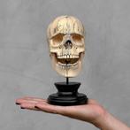 Snijwerk, NO RESERVE PRICE - Hand-carved Wooden Human Skull, Antiek en Kunst, Kunst | Designobjecten