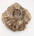 Ammoniet - Fossiele matrix - Asteroceras Stellare - 20 cm -, Verzamelen, Mineralen en Fossielen