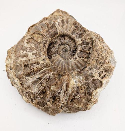Ammoniet - Fossiele matrix - Asteroceras Stellare - 20 cm -, Verzamelen, Mineralen en Fossielen